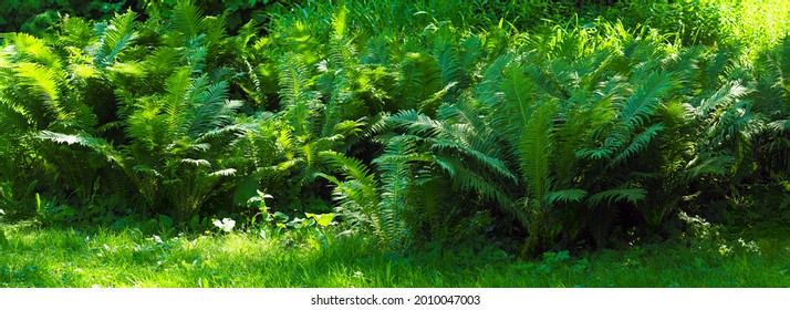 Fern thickets in the city park, panoramic view, landscape design. Dicksonia antarctica or soft tree fern - Shutterstock ID 2010047003