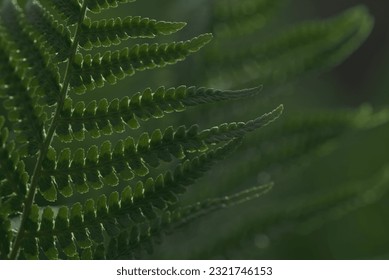 Fern thickets. Full frame. Selective focus.