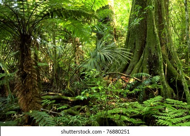 Fern Tree In Tropical Jungle Rain Forest