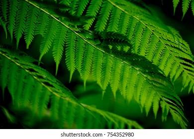fern of tropical rain forest