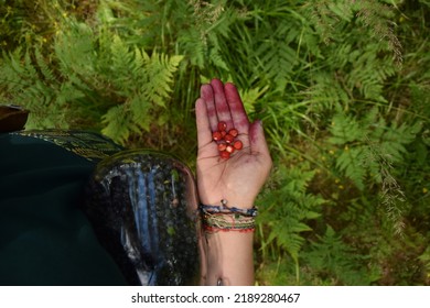 Fern Wild Strawberry Wild Edible Foraging Dirty Hands