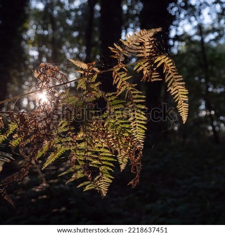 a fern of the wood now almost dead