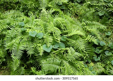fern/ground fern/tropical fern - Shutterstock ID 309517565