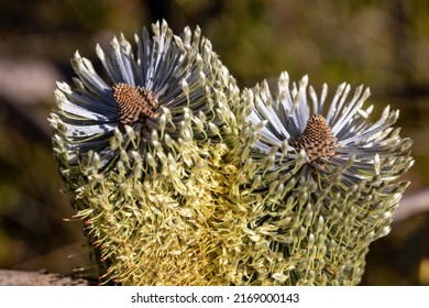 Fern-leaf Banksia Plant In Flower