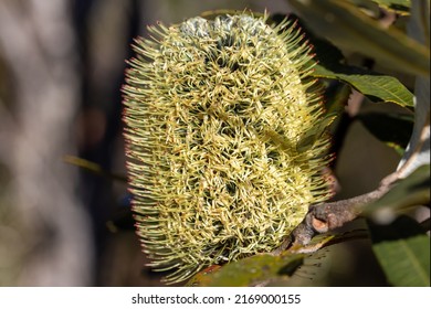 Fern-leaf Banksia Plant In Flower