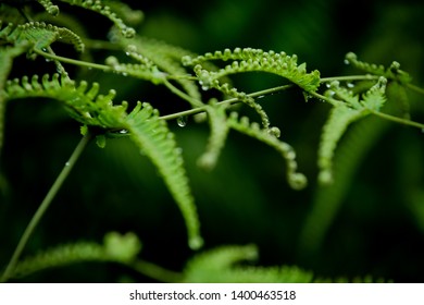 Ferns After Rain in the Forest