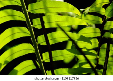 Ferns in the backyard