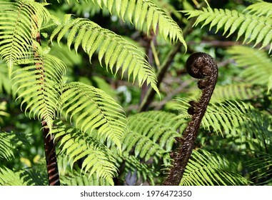 Ferns with a budding frond