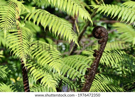 Ferns with a budding frond