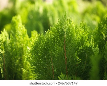 Ferns Closeup vibrant green color