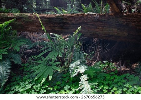 Ferns and clover thrive in the shadow of a fallen tree in old growth redwood forest, Cheatham Grove, Grizzly Creek Redwoods State Park, CA