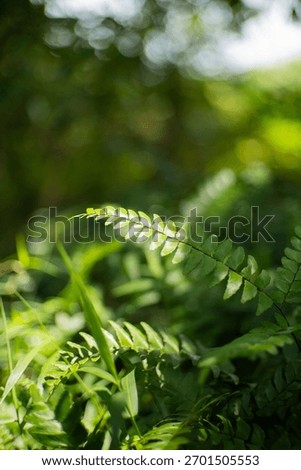 Ferns are exposed to sunlight. The process of plants cooking food in their leaves. Photo of ferns. Green plants growing wild.