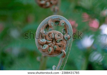 ferns, Fiddleheads or fiddlehead greens (Polypodiopsida or Polypodiophyta) Vienna, Austria