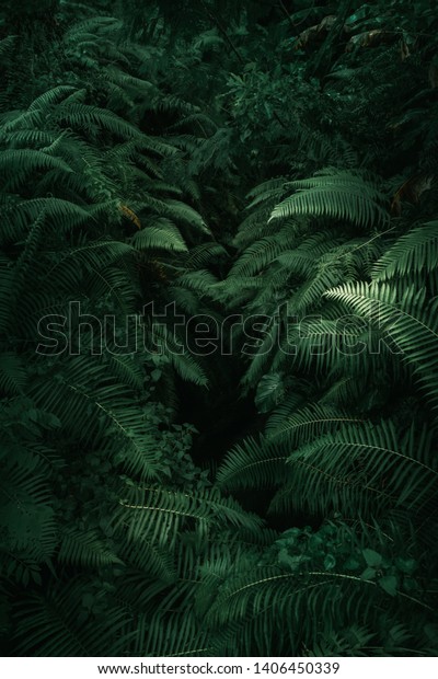 Ferns in the forest, Bali.\
Beautiful ferns leaves green foliage. Close up of beautiful growing\
ferns in the forest. Natural floral fern background in sunlight.\
