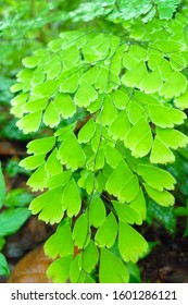 Ferns Found In Guatemalan Highlands