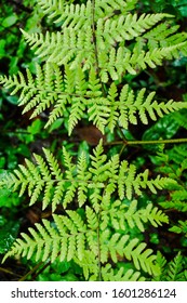 Ferns Found In Guatemalan Highlands