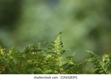 Ferns Fronds In Kielder Forest Park