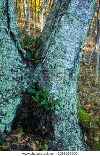 Ferns Growing On Tree Door County Stock Image Download Now