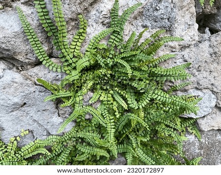 Ferns growing in a rock wall.