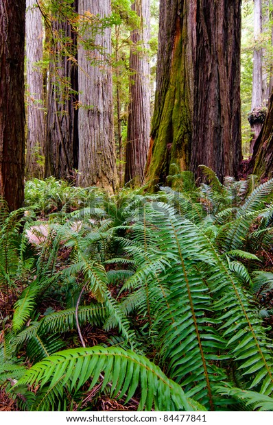 Ferns Growing Under Giant Redwood Trees Stock Photo 84477841 | Shutterstock