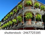 Ferns hang from the wrought iron railings of the La Branche building, an iconic sight of the French Quarter in New Orleans