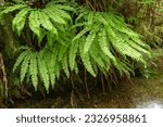 Ferns Hangover a Flowing Creek in Fern Canyon California