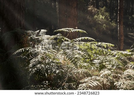 Ferns illuminated by sunbeams at sunset in the forest. Las Lagunetas Forest Tenerife, Canary Islands, Spain