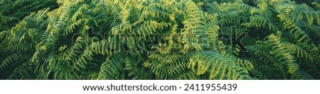 Ferns leaves nature background. Horizontal banner