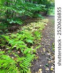 Ferns lined up along a trail in Rindge, New Hampshire