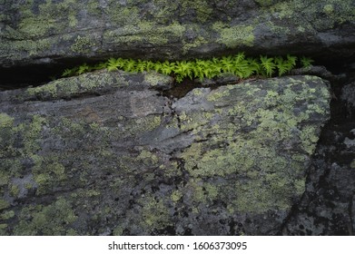 Ferns in a little crevice. Lyseheiane, Rogaland, Norway.