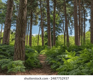 Ferns are on each side of path leading to some tall pine trees. Dappled sunlight falls onto the ferns and a blue sky with clouds is overhead. - Powered by Shutterstock