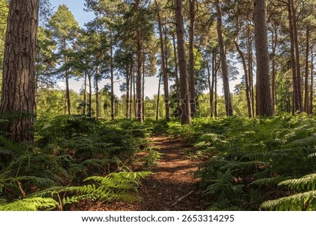 Ferns are on each side of path leading to some pine trees. Dappled sunlight falls onto the ferns and shadows are on the path.