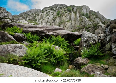 Ferns On Mount Tryfan Snowdonia