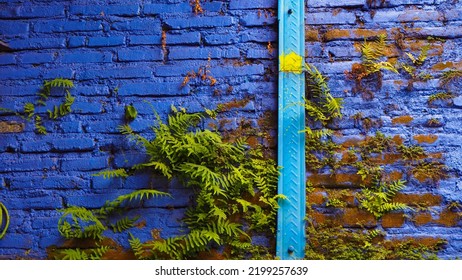 Ferns On A Painted City Wall 