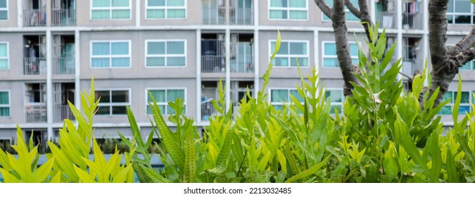 Ferns Are Planted Around The Building. Common Area