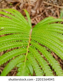 Ferns Are Plants A Member Of The Vascular Plant That Does Not Have Flowers And Fruit 