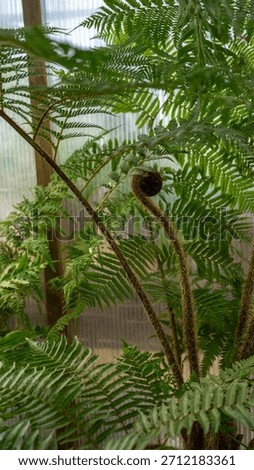 Ferns or polypodiopsida o polypodiophyta are group of vascular plants. Plants with xylem and phoem. Vertical image.