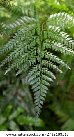 Ferns or polypodiopsida o polypodiophyta are group of vascular plants. Plants with xylem and phoem. Vertical image.