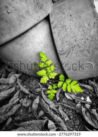Ferns (Polypodiopsida or Polypodiophyta) are a group of vascular plants (land plants with vascular tissue such as xylem and phloem) that reproduce through spores and do not have seeds or flowers.