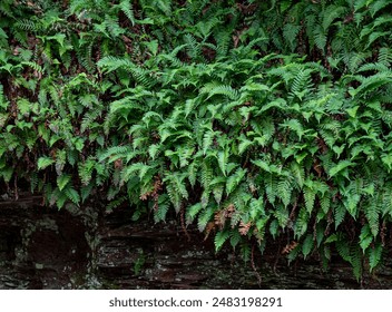 Ferns populate the upper cliff face of a canyon wall in  Ricket's Glen State Park, Luzerne County, Pennsylvania