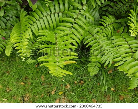 Ferns (Pteridophyta) are a division of the kingdom Plantae whose members have true roots, stems and leaves, and have transport vessels.