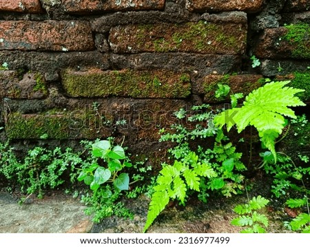 Ferns (Pteridophyta) are a division of the kingdom Plantae whose members have true roots, stems and leaves, and have transport vessels so they are also called vascular plants (Tracheophyta).