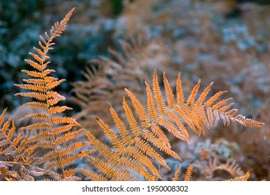 ferns receive a bit of sun under the morning frost - Powered by Shutterstock