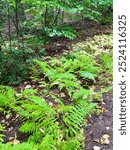 Ferns in Rindge, New Hampshire