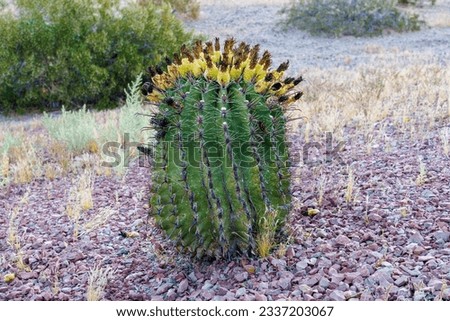 Ferocactus wislizeni, also called a fishhook barrel cactus, is a flowering plant in the cactus family Cactaceae. Native to northern Mexico and the southern United States. 
