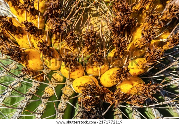 (Ferocactus wislizeni) Yellow fruits with cactus seeds\
in Arizona barrel cactus, fishhook barrel, candy barrel, compass\
barrel 