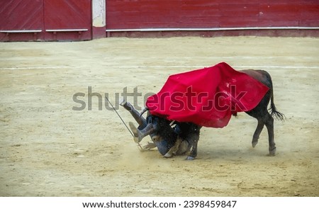 a ferocious angry black bull toppled a bullfighter on the yellow sand during a bullfight.the red muleta closed the bull's eyes
