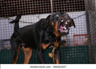 Angry Rottweiler Images Stock Photos Vectors Shutterstock