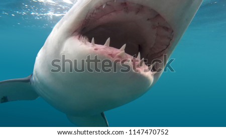 Ferocious Great White Shark