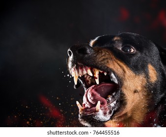 ferocious-rottweiler-barking-mad-on-260nw-764455516.jpg
